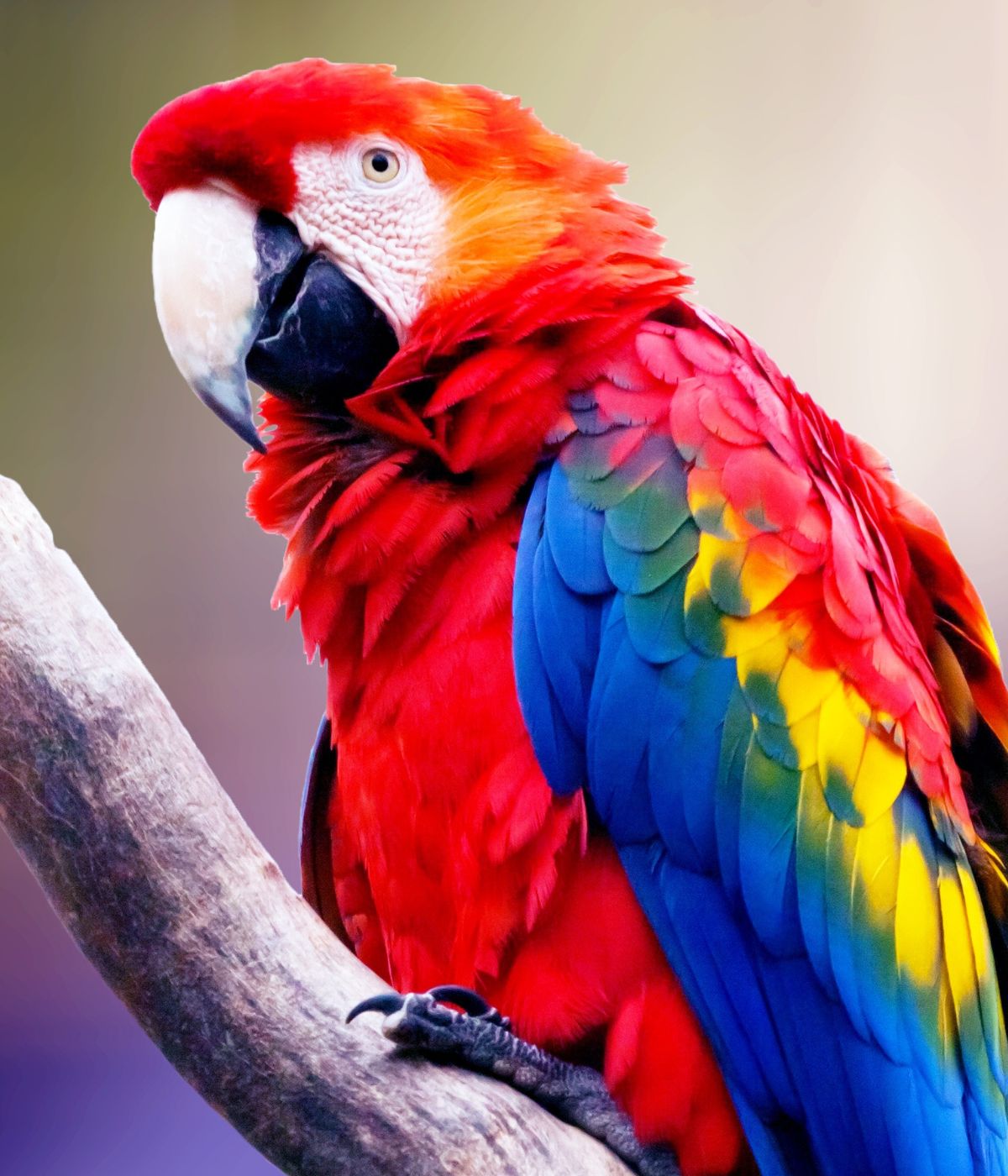 a colorful bird on a branch