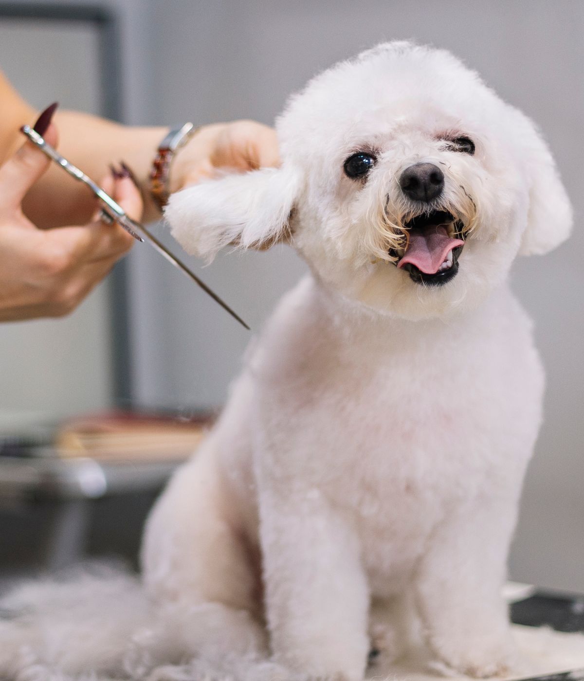a dog being cut by a groomer