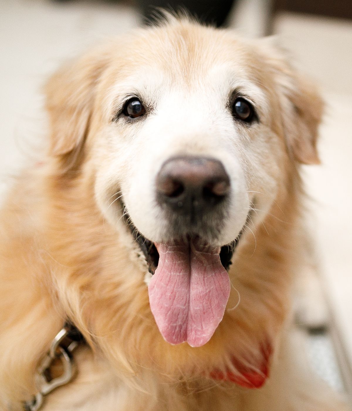 a golden retriever dog with a big smile