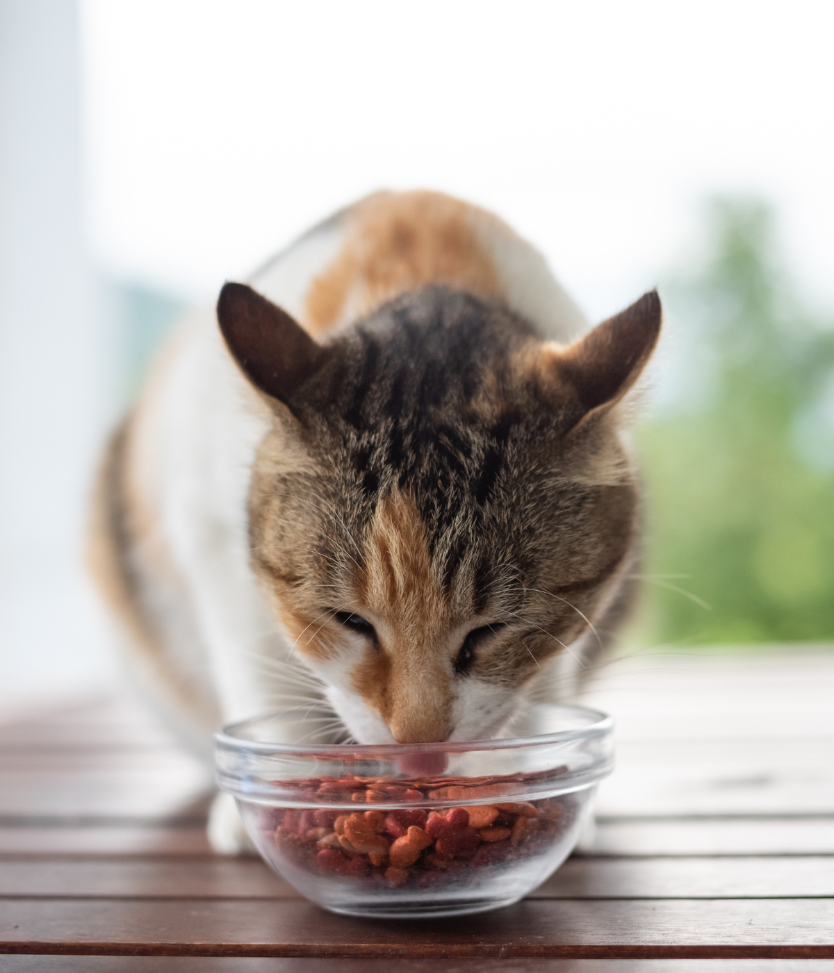 a cat with a bowl of food