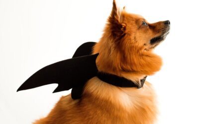 Ensuring Your Beloved Pets’ Safety: Halloween Pet Care Advice