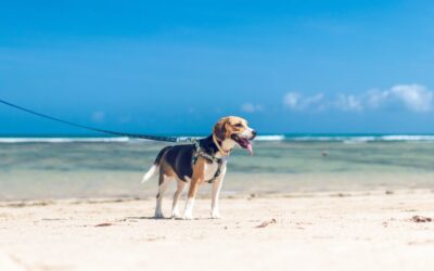 5 Essential Summer Safety Tips to Keep Your Pet Safe and Cool