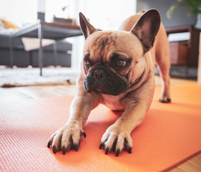 a dog on a mat
