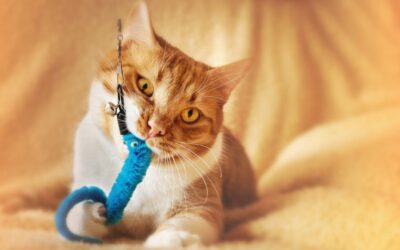 Pawsitive Presents: How to Choose Safe Toys and Gifts for Your Beloved Pets