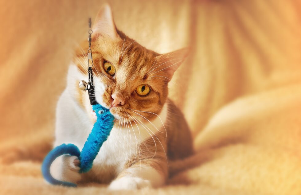 a cat biting a toy