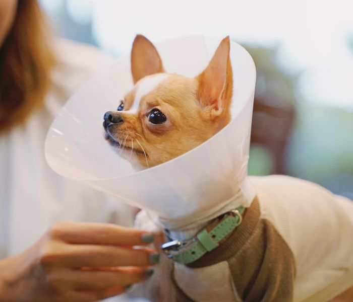 a pet with head cone