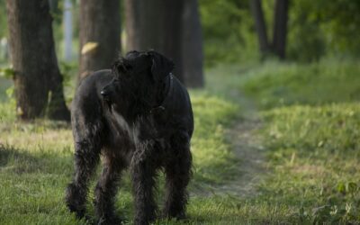 Coping with a Lyme Disease Diagnosis in Your Dog: What You Need to Know