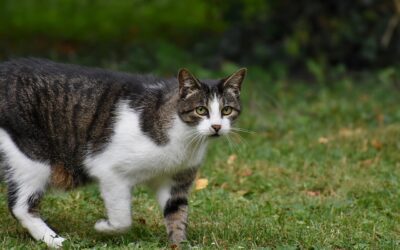 Understanding the Low Incidence of Lyme Disease in Cats