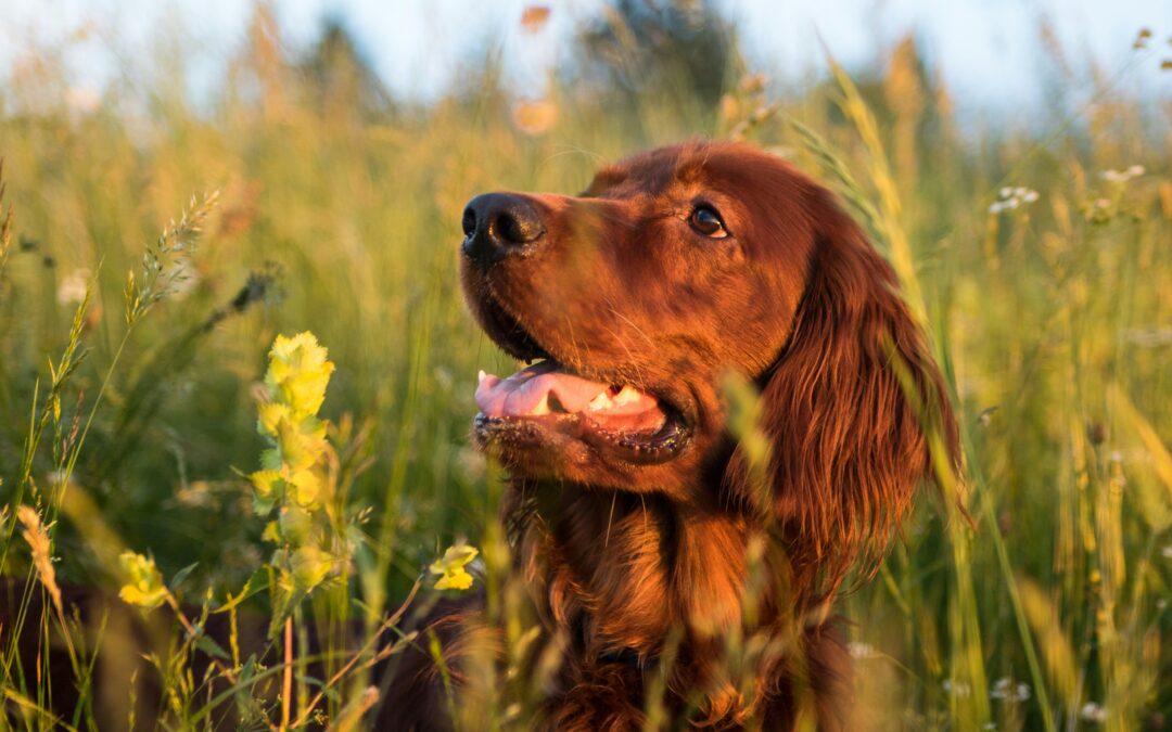 Close-up of brown dog in flower field in sun